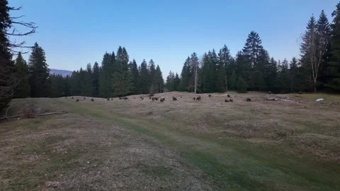 Group of chamois walking, running and grazing. Rupicapra rupicapra in forest. Stock Footage 330495067