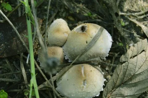 A group of champignon Stock Photos