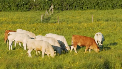 A group of Charolais cows graze peacefully in a lush green meadow dotted with Stock Footage 346669365