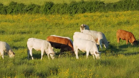 A group of Charolais cows graze peacefully in a lush green pasture dotted with Stock Footage 346674906