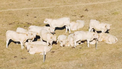 A group of Charolais cows is seen resting and standing together in a dry, sunlit Stock Footage 346700843