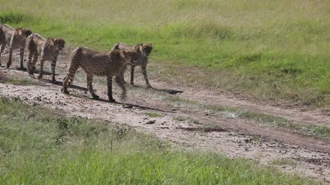 Group of cheetah brothers Stock Footage 336753028