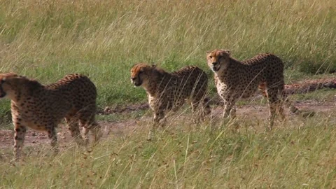 Group of cheetah brothers Stock Footage 336753093
