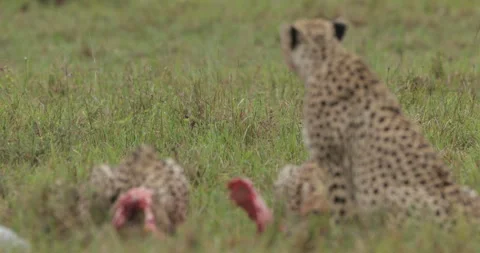 Group of cheetah at kill  Stock Footage 138094662