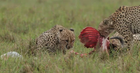 Group of cheetah at kill  Stock Footage 138095103