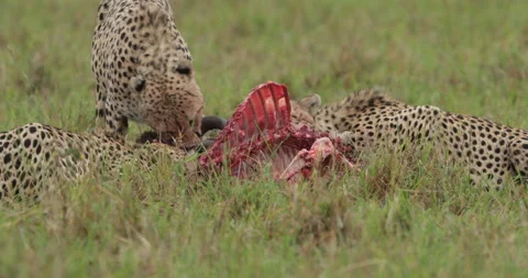 Group of cheetah at kill  Stock Footage 138097694