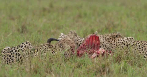 Group of cheetah at kill  Stock Footage 138100533