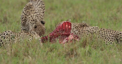 Group of cheetah at kill  Stock Footage 138101020