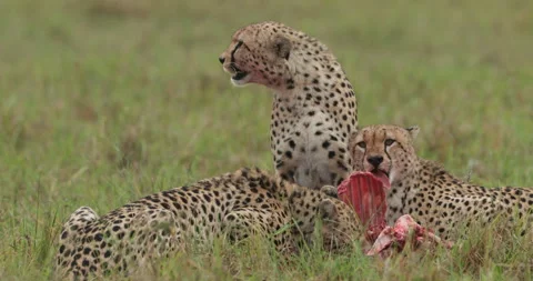 Group of cheetah at kill  Stock Footage 138103527