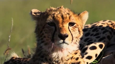 Group of Cheetah predators sitting and waiting for prey Stock-Footage 278017671