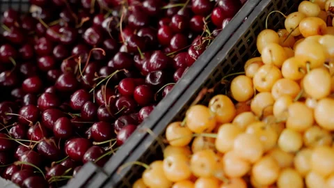 A group of cherries in baskets. Vibrant and plump, these bountiful cherries and Stock Footage 256783258