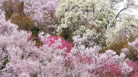 Group of cherry blossom fullbloom at hanamiyama park , Fukushima Japan. Vidéo 75217857