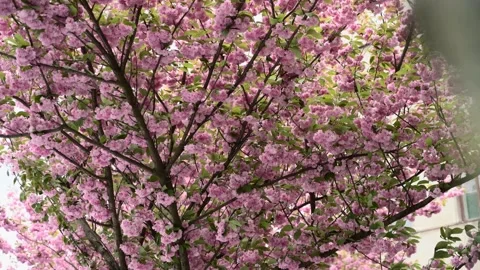 Group of Cherry Blossoms tree branch.Sakura handheld footage. 動画素材 154595578