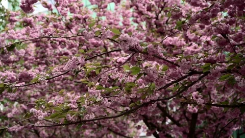 Group of Cherry Blossoms tree branch.Sakura handheld footage. Stock Footage 154601467