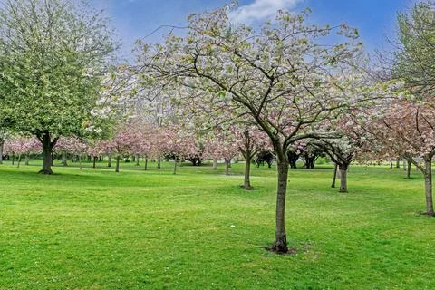 A group of cherry trees Stock Photos