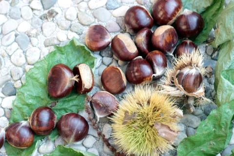 A group of chestnuts Stock Photos