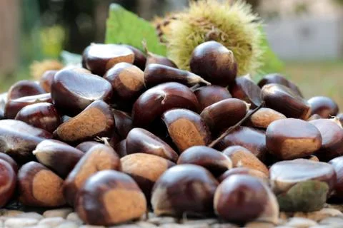 A group of chestnuts Stock Photos