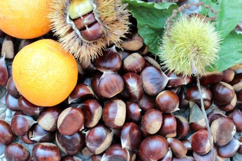 A group of chestnuts Stock Photos