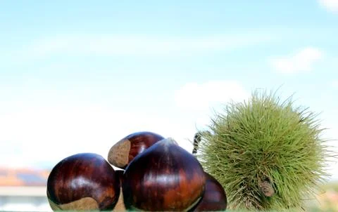 A group of chestnuts Stockfoto's