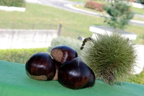 A group of chestnuts Stock Photos