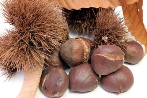 A group of chestnuts Stock Photos