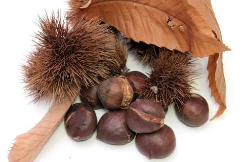 A group of chestnuts Stockfoto's