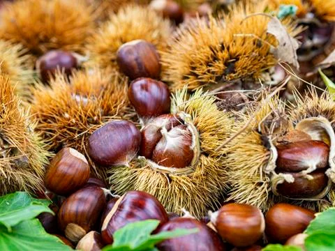 Group of chestnuts typical autumnal fruit Stock Photos