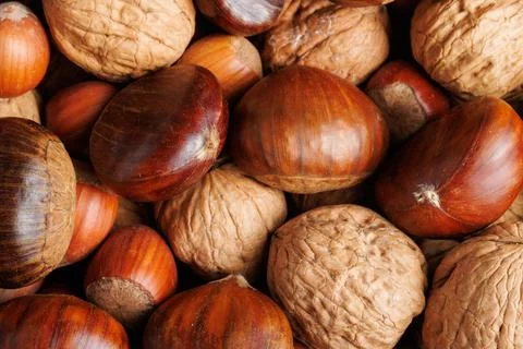 Group of chestnuts, walnuts and hazelnuts, mixed nuts Фото