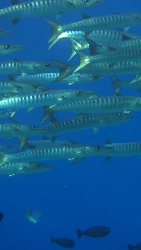 Group of chevron barracudas hovering in blue water Stock Footage 228832307