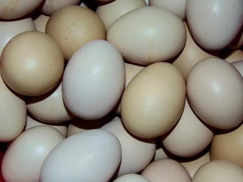 Group of chicken eggs - closeup Фото