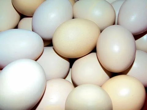 Group of chicken eggs - closeup Fotos Stock