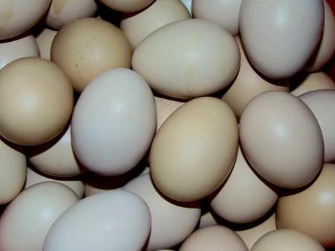Group of chicken eggs - closeup Фото