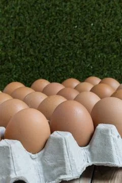 Group of chicken eggs. Stock Photos