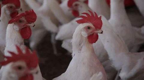 A group of chicken in the farm Video stock 39844874