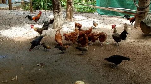 Group chicken feeding. Video stock 98248086