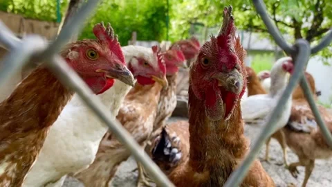 Group of chicken Stock-Footage 137250611