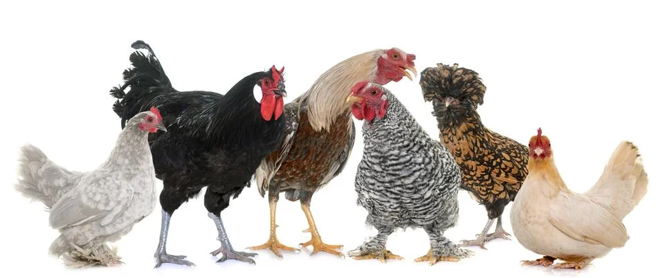 Group of chicken Stock Photos
