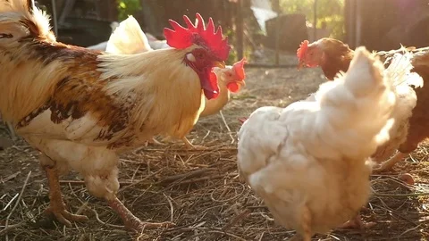 Group of chickens and cock feeding at a farm Stock Footage
