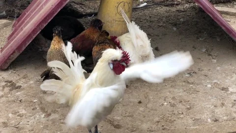 A group of chickens and a rooster Stock Footage 297483765