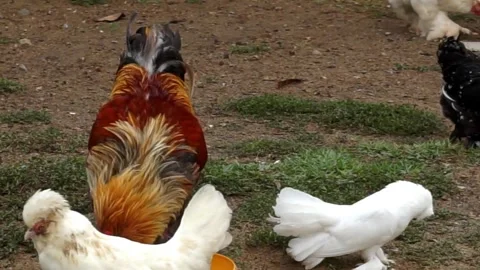 A group of chickens are eating Stock Footage 255100761