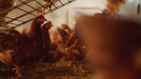 A group of chickens are in a pen Stock Footage 298609999