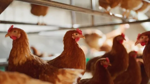 A group of chickens are standing in a pen Stock Footage 298610556