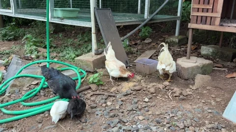 Group of chickens eats feed and grain Stock Footage 311575963