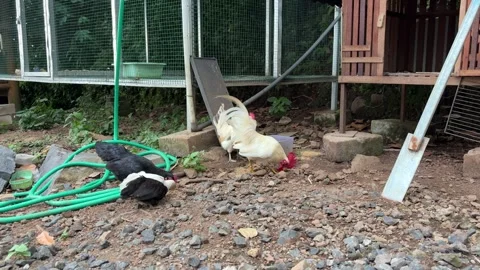 Group of chickens eats feed and grain Stock Footage 311576011