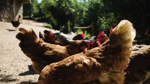 Group of chickens on a farm 스톡 동영상 92410119
