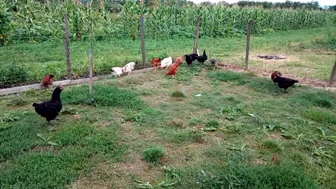 Group of chickens at farm Stock Footage 159729291
