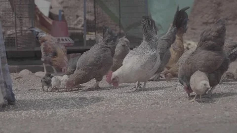 Group of chickens Stock Footage 301365917