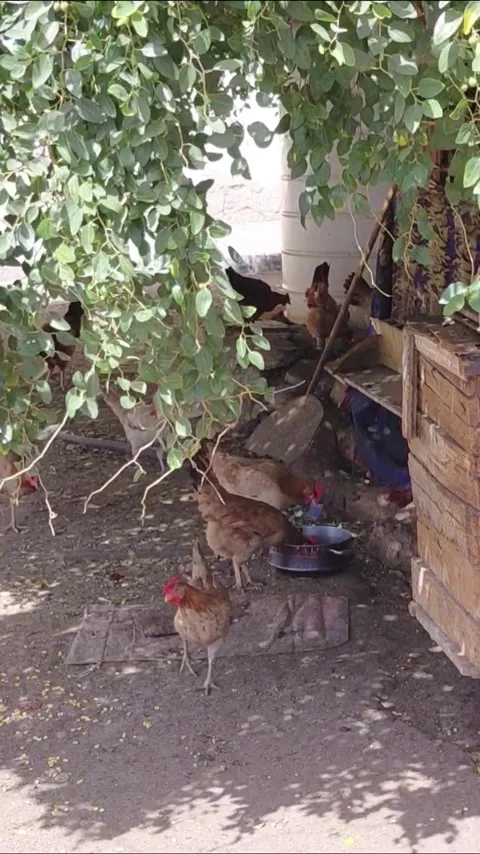 A group of chickens Stock Footage 336297634