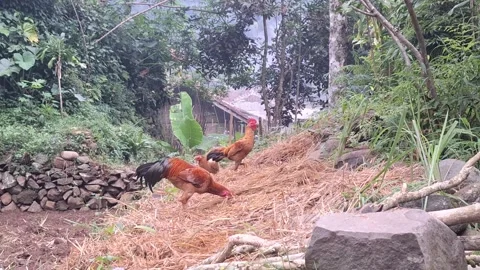 Group of chickens foraging in dry rice straw field Stock Footage 320161676
