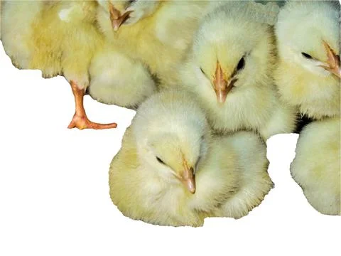 Group of chickens isolated on white Foto stock
